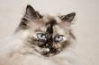 blue eyes cat