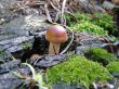 Fungus in the forest 3