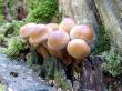 Fungus in the forest 1