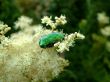 Beetle on the flower