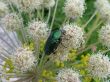 Beetle on the flower 1