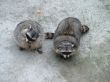 Raccoon 1