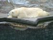 Polar bear 1