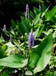 Pickerel Weed