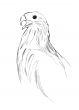 bird of prey