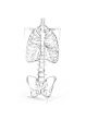 bones of upper limb, thoracic bones sketch