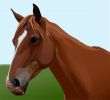 Horse portrait