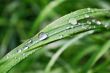 Morning summer dew