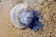  blue medusa on the sea-sand