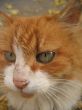 Red cat