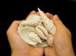 Hands carrying a heap of unique shells