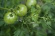 green tomatoes