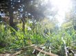 Sunlight and grass
