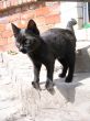 Small black kitten