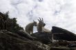 Mountain Goat 2