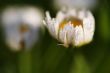 Dew-drop on the camomile