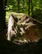 Stone in forest