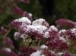 flowerses under snow