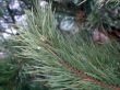 Fir branch