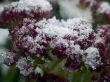 flowerses under snow