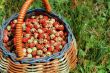 wild strawberries
