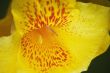 Cana Lilly
