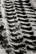 tyre trail