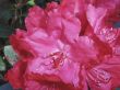 Rhododendron close-up