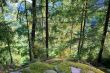 Summer evening forest
