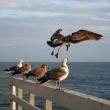 Sea gulls