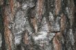 bark of a tree