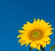 sunflower over deep blue sky background