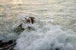 Wet sea stones