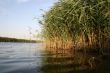 rushy river