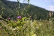 Mountains flowers