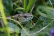 Green lizard in the grass