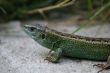 Green lizard