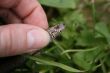 Snake in my hand