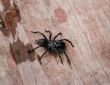 Black spider