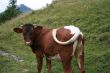 Brown cow