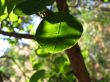 Green leaf and sunlight