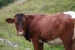 Brown cow