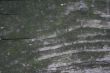 Wood texture