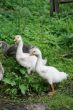 Two white young geese