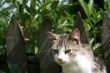 Cat looking