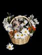 Flower arrangement with Little Kitten