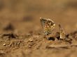 butterfly at steppe puddle