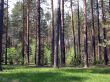 coniferous forest