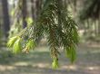 Fir branch