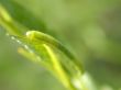 gren caterpillar